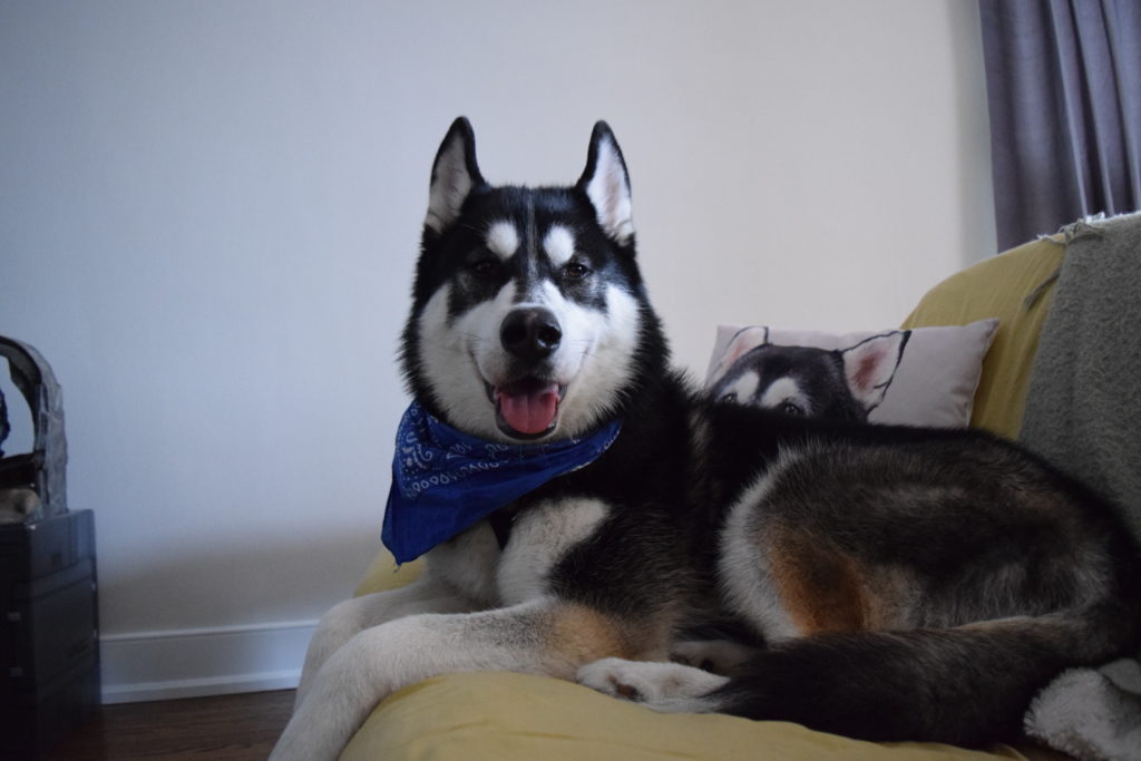 Dog sitting on a couch