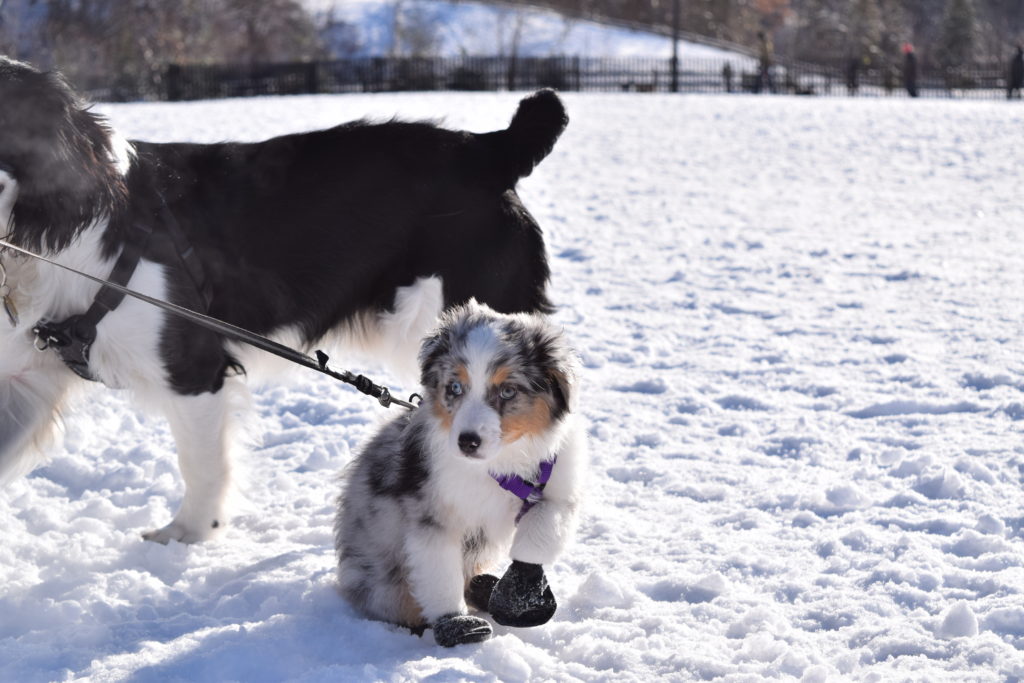 Isla at Cedarvale Park in January