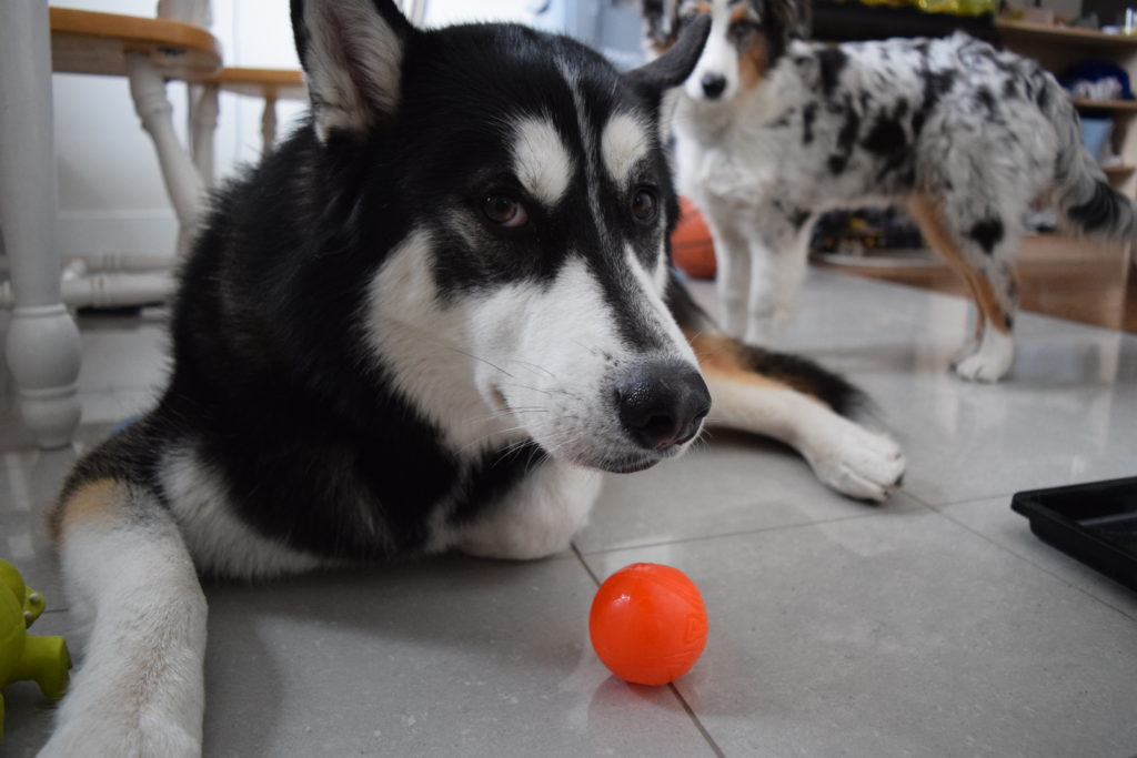 Two dogs waiting to be fed