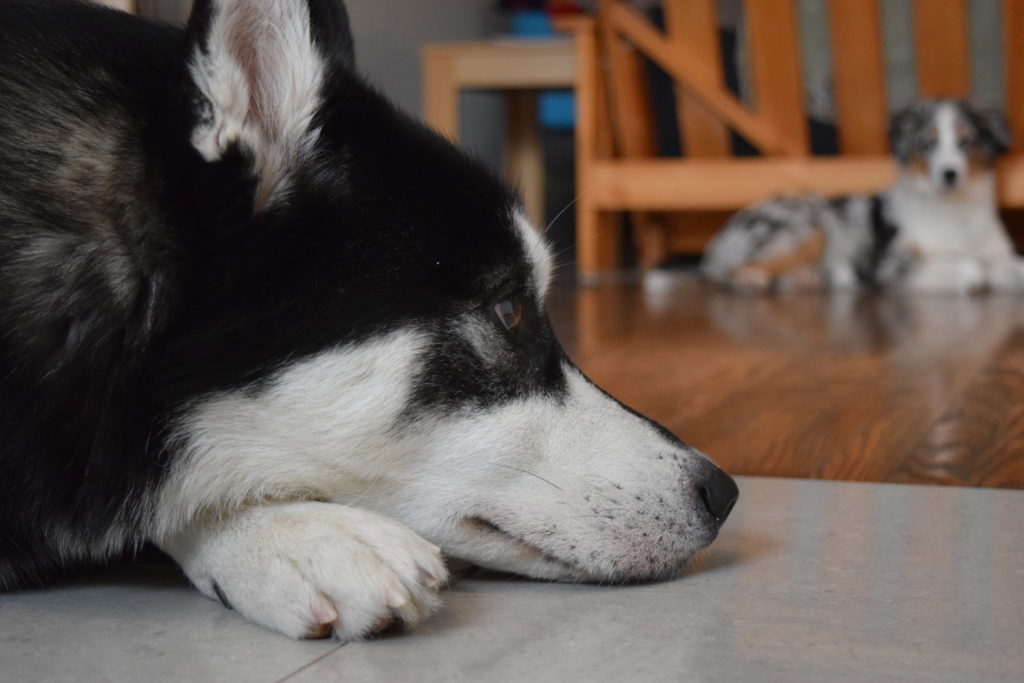 two dogs lying on the floor