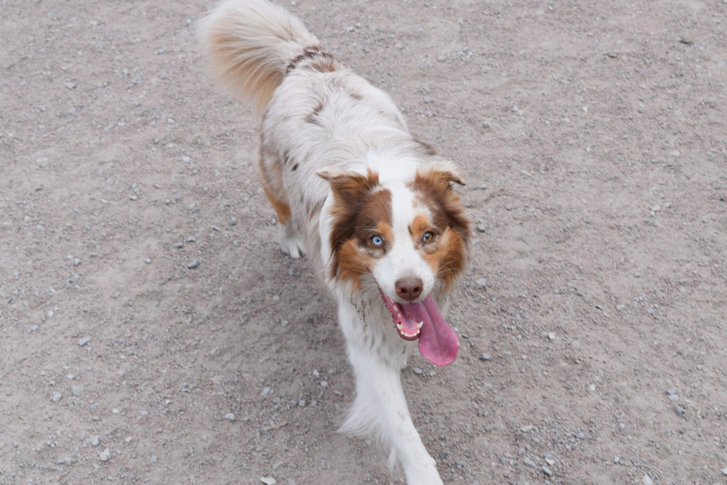 Dog walking on gravel